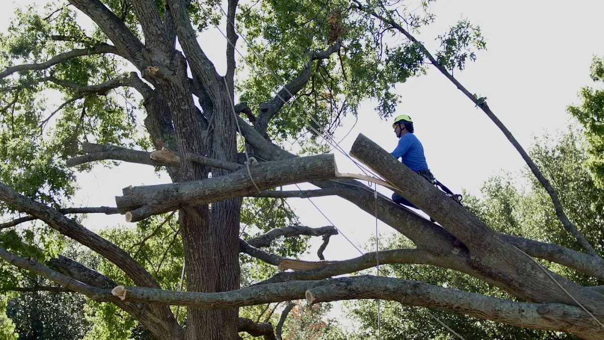 Professional Crown Thinning performed by certified arborists in Taft