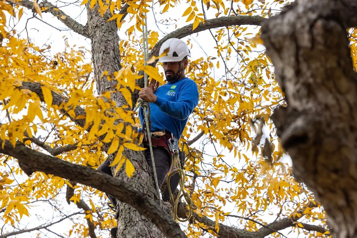 Skilled Storm Damage Cleanup crew working in Taft